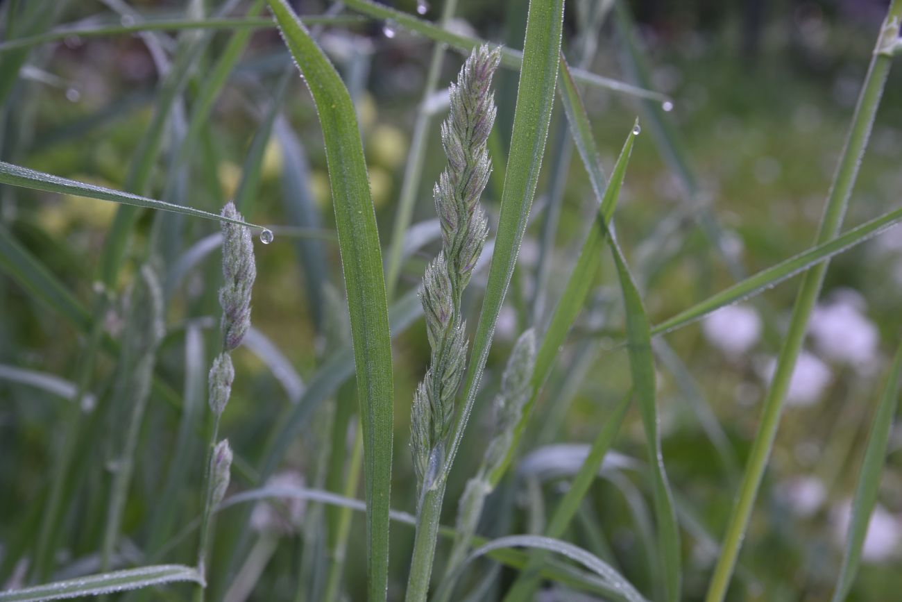 Изображение особи Dactylis glomerata.