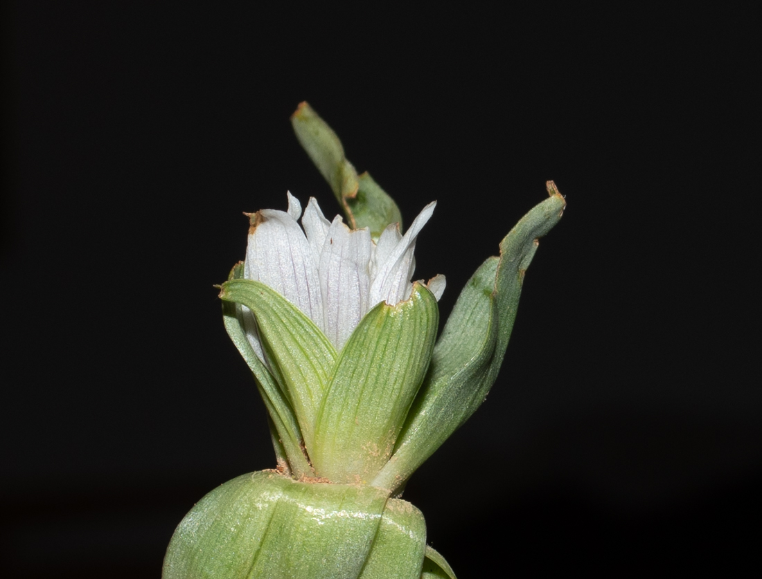 Изображение особи Androcymbium palaestinum.