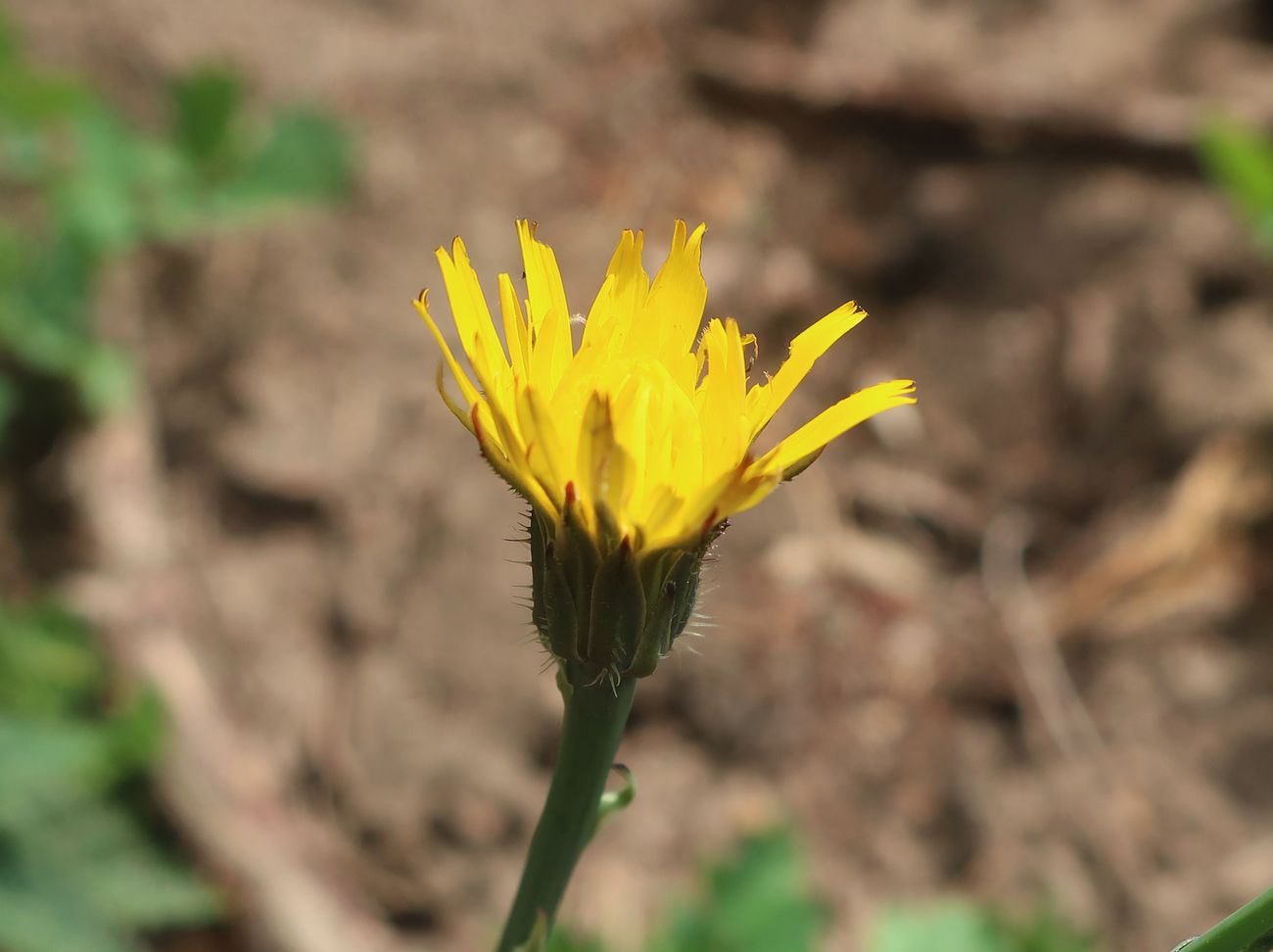 Image of Hypochaeris radicata specimen.