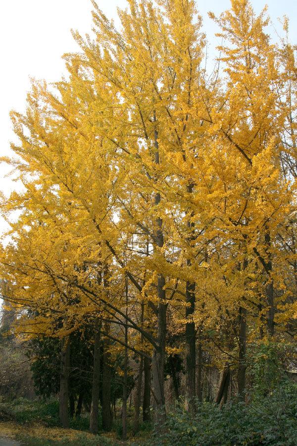 Image of Ginkgo biloba specimen.