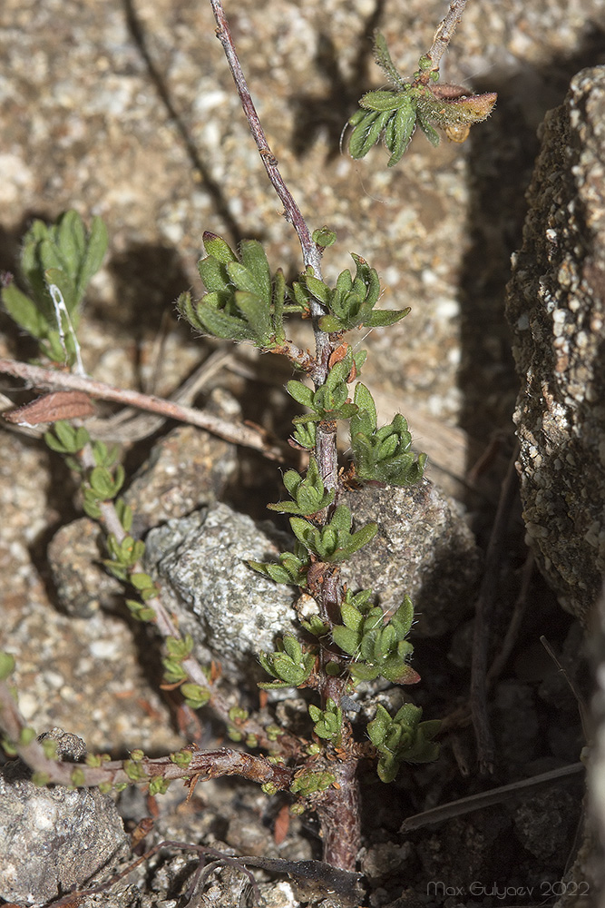 Image of Fumana viscidula specimen.