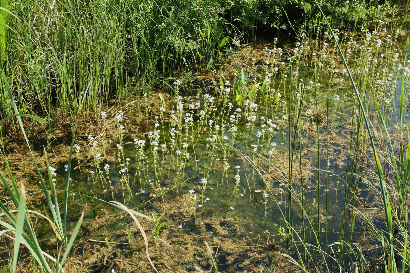 Image of Hottonia palustris specimen.