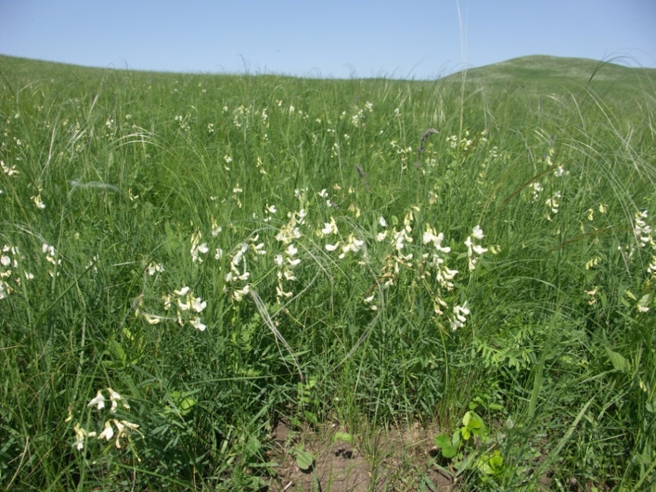 Image of Lathyrus pallescens specimen.