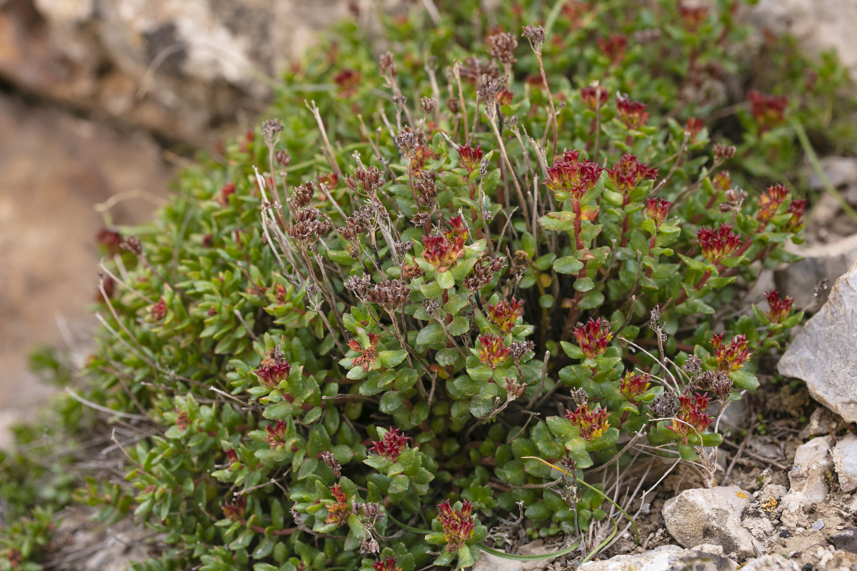 Image of Rhodiola gelida specimen.