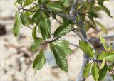 Frangula alnus