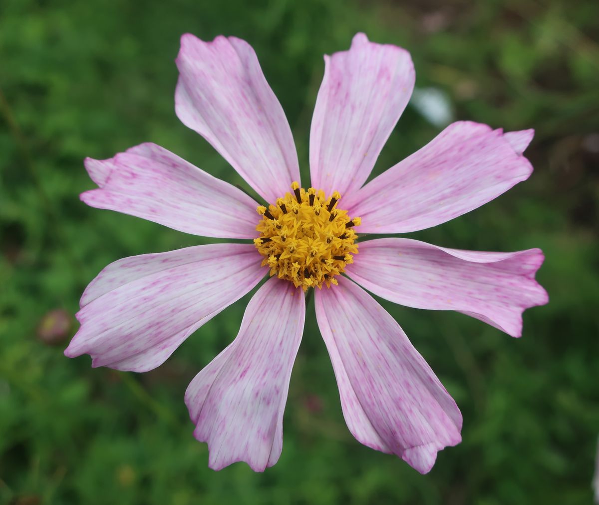 Image of Cosmos bipinnatus specimen.