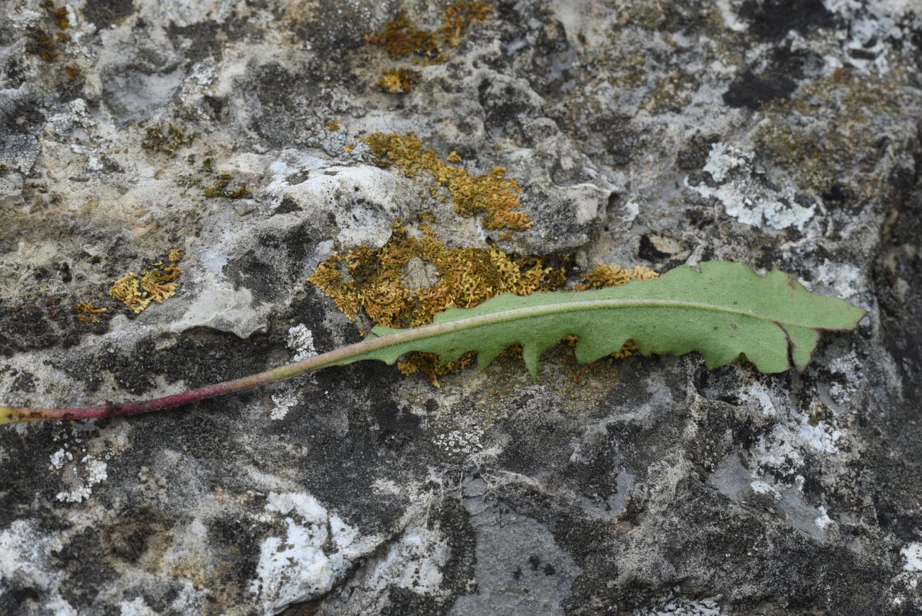 Image of Leontodon hispidus specimen.