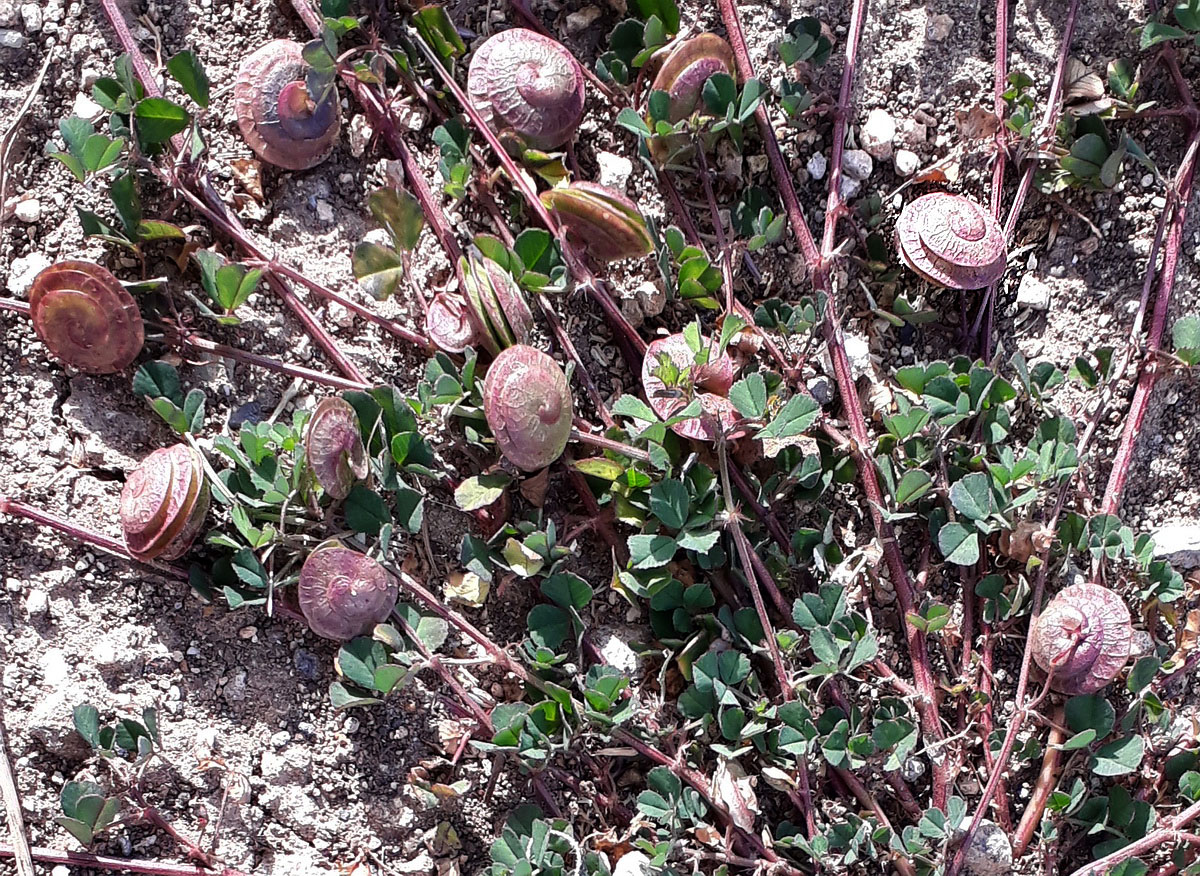 Image of Medicago orbicularis specimen.