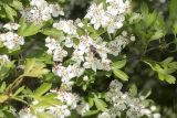 Crataegus stevenii. Цветки с сидящей мухой-тахиной. Крым, Бахчисарайский р-н, окр. с. Соколиное, луг на плоскогорье. 15.05.2023.