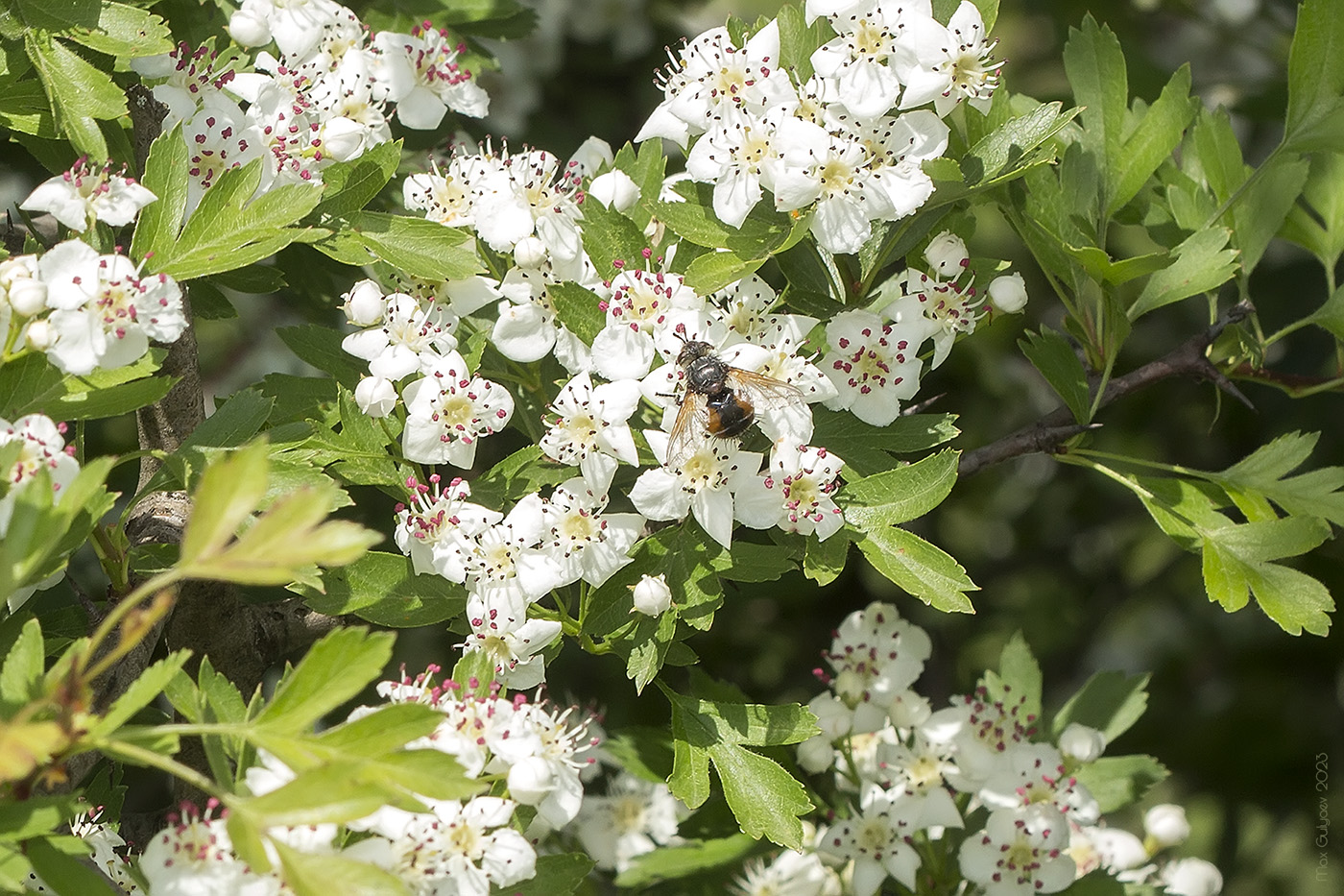 Image of Crataegus stevenii specimen.