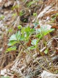 Смотреть изображение Adoxa moschatellina