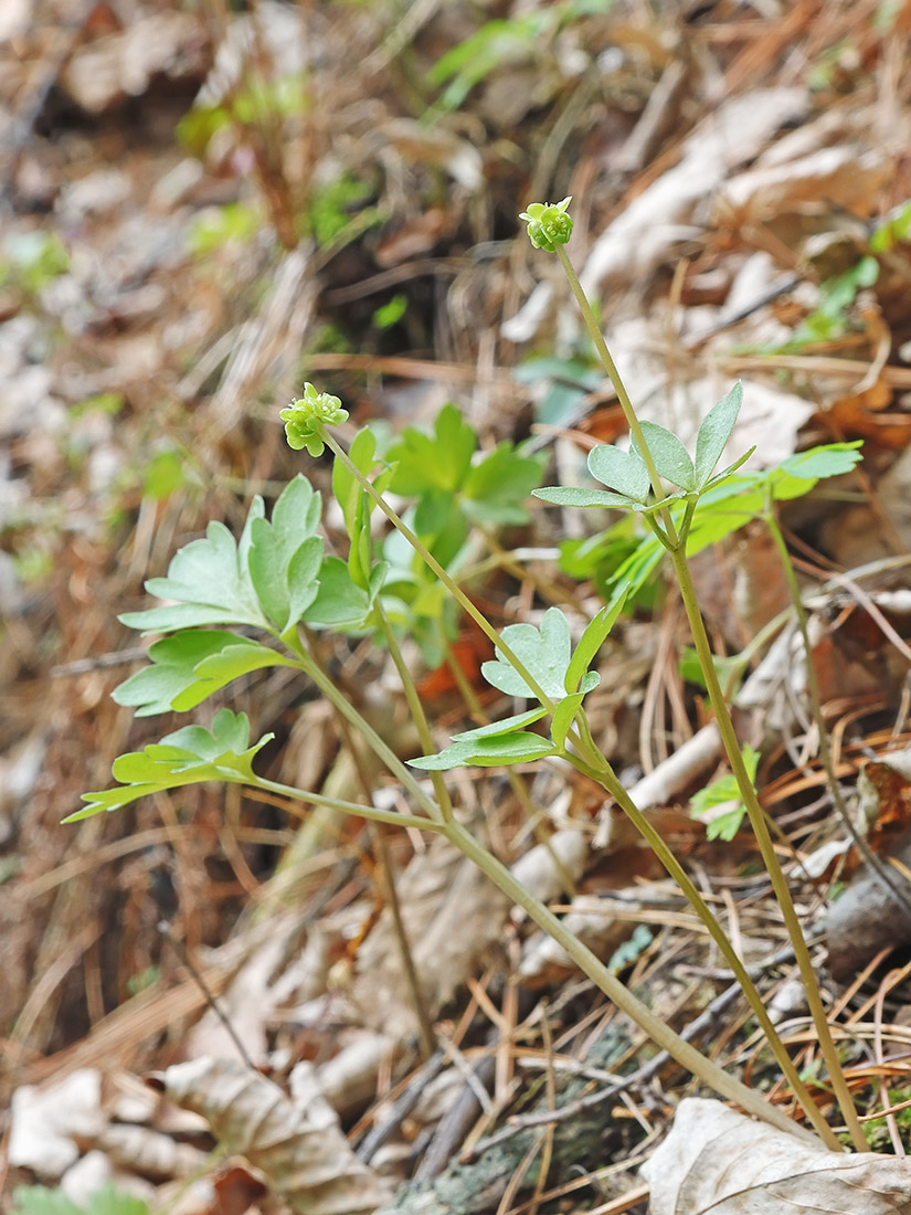 Изображение особи Adoxa moschatellina.