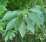 Смотреть изображение Populus tristis
