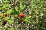 Rubus crataegifolius. Верхушка веточки с соплодием. Приморский край, Шкотовский р-н, пос. Подъяпольск, поросший кустарником склон. 28.07.2023.