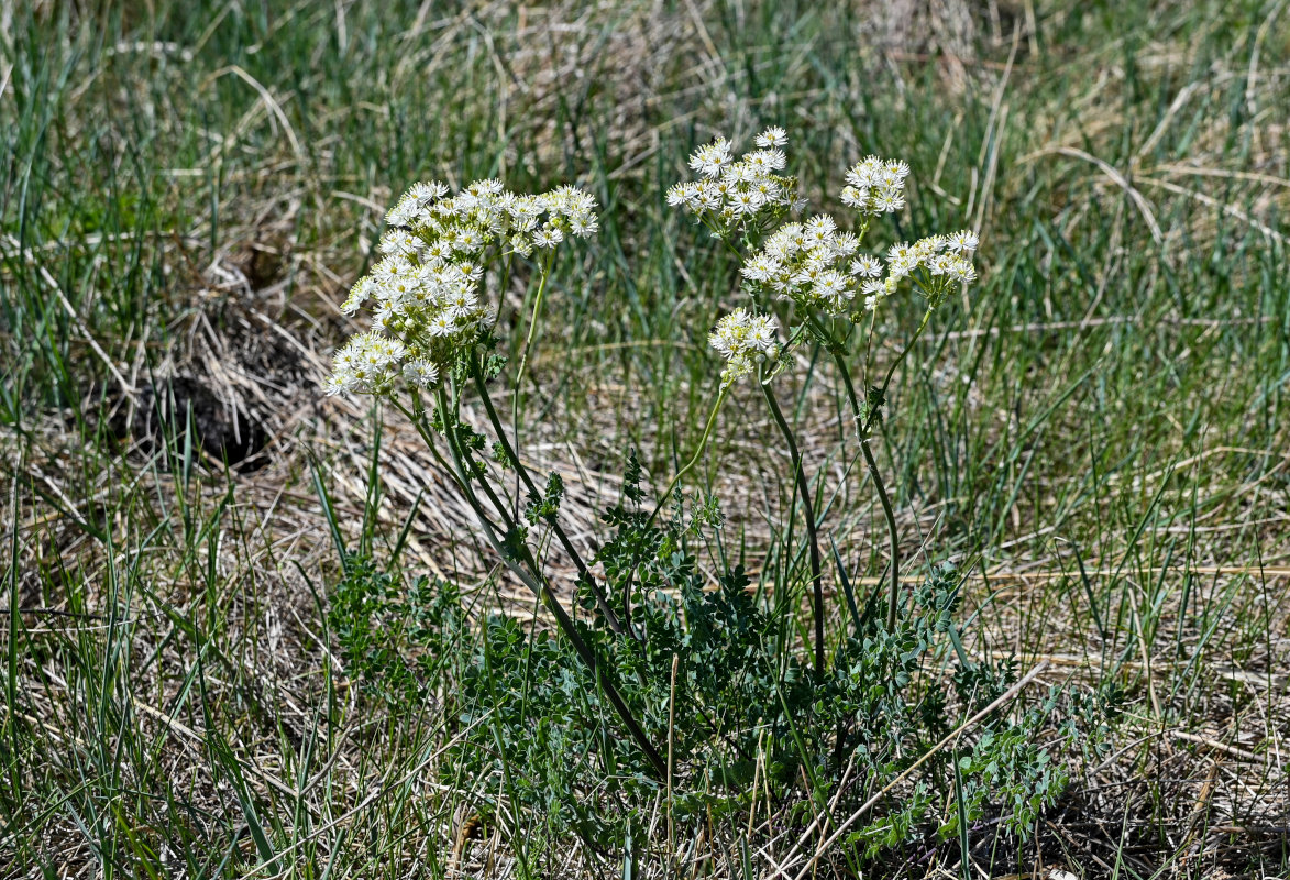 Image of Thalictrum petaloideum specimen.