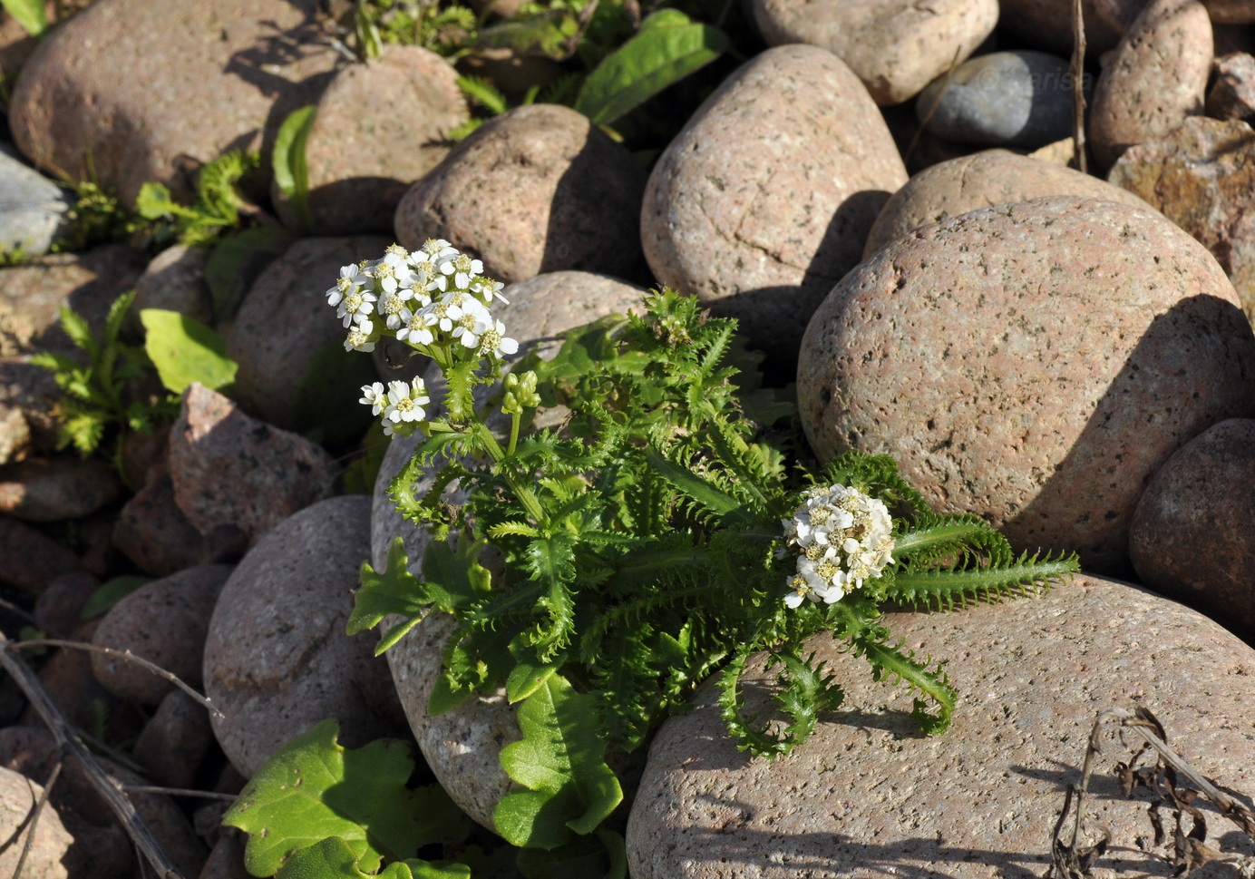 Image of Achillea alpina specimen.