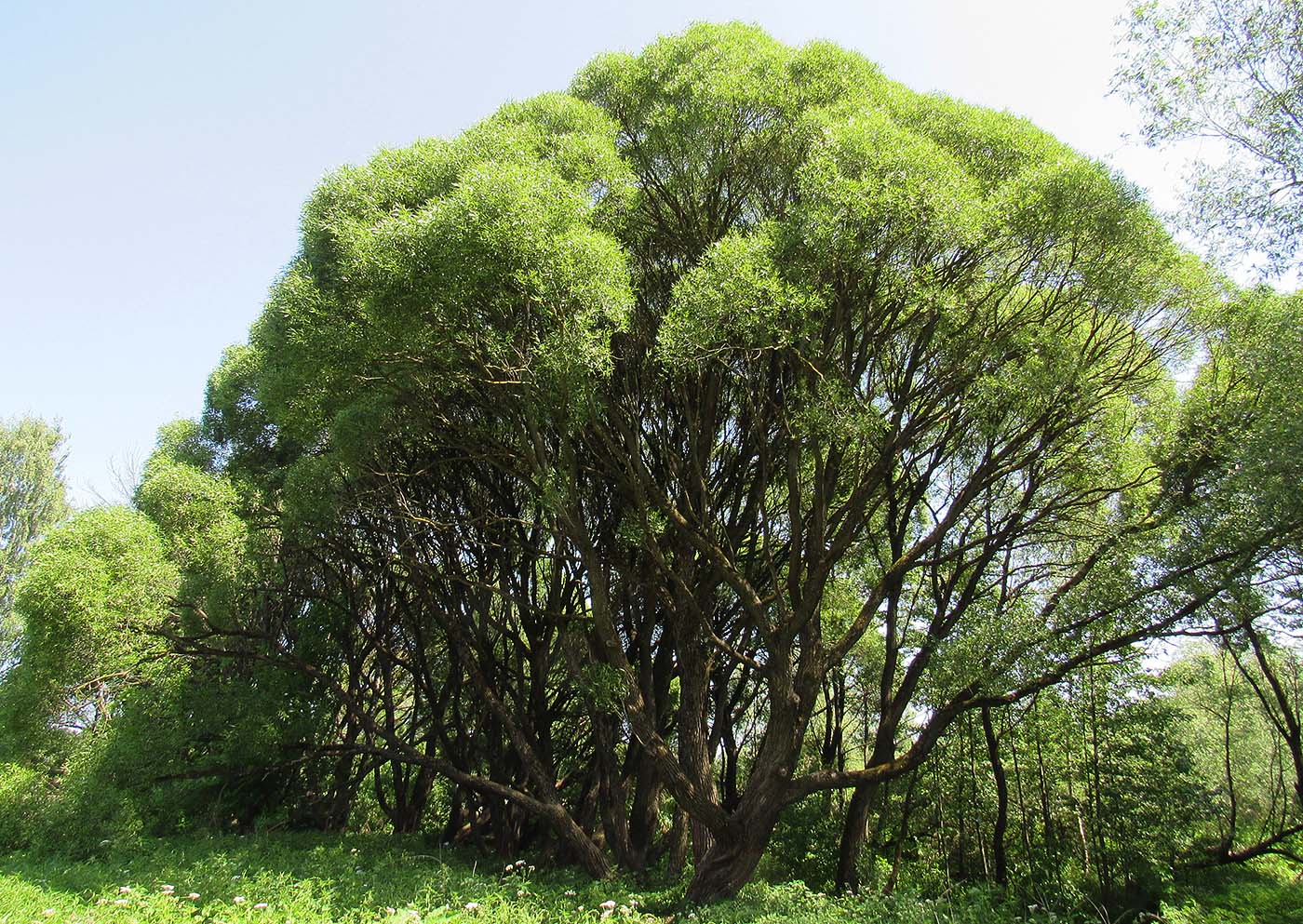 Image of Salix fragilis var. sphaerica specimen.