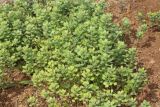 Смотреть изображение Alyssum hirsutum
