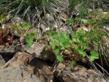 Geranium rotundifolium. Цветущее и плодоносящее растение. Казахстан, Туркестанская обл., Байдибекский р-н, верх. р. Улькен-Бугунь, ≈800 м н.у.м., каменистая россыпь. 18.05.2023.