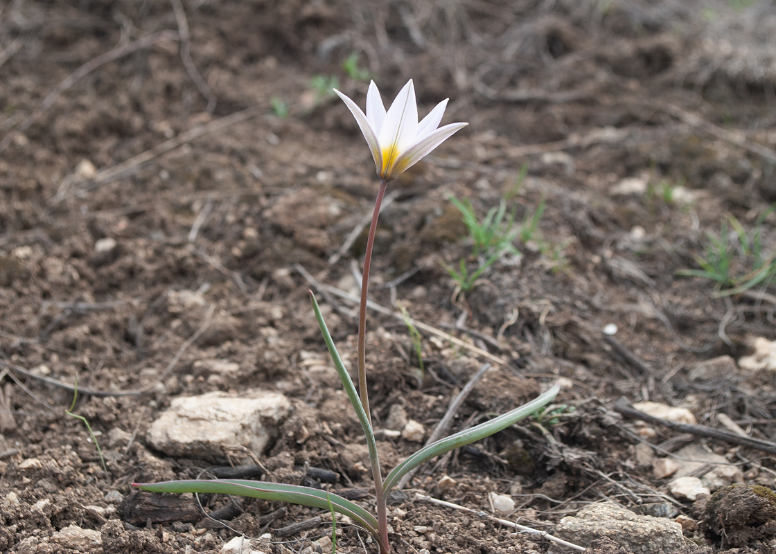 Image of Tulipa patens specimen.