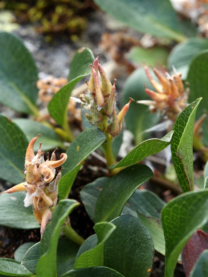 Image of Salix polaris specimen.