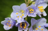 Polemonium chinense