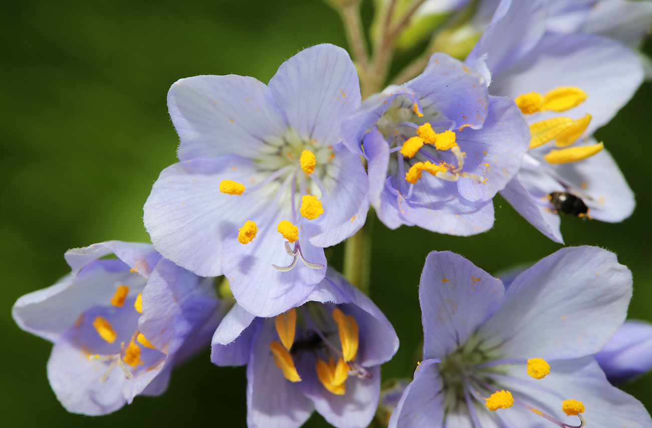 Image of Polemonium chinense specimen.