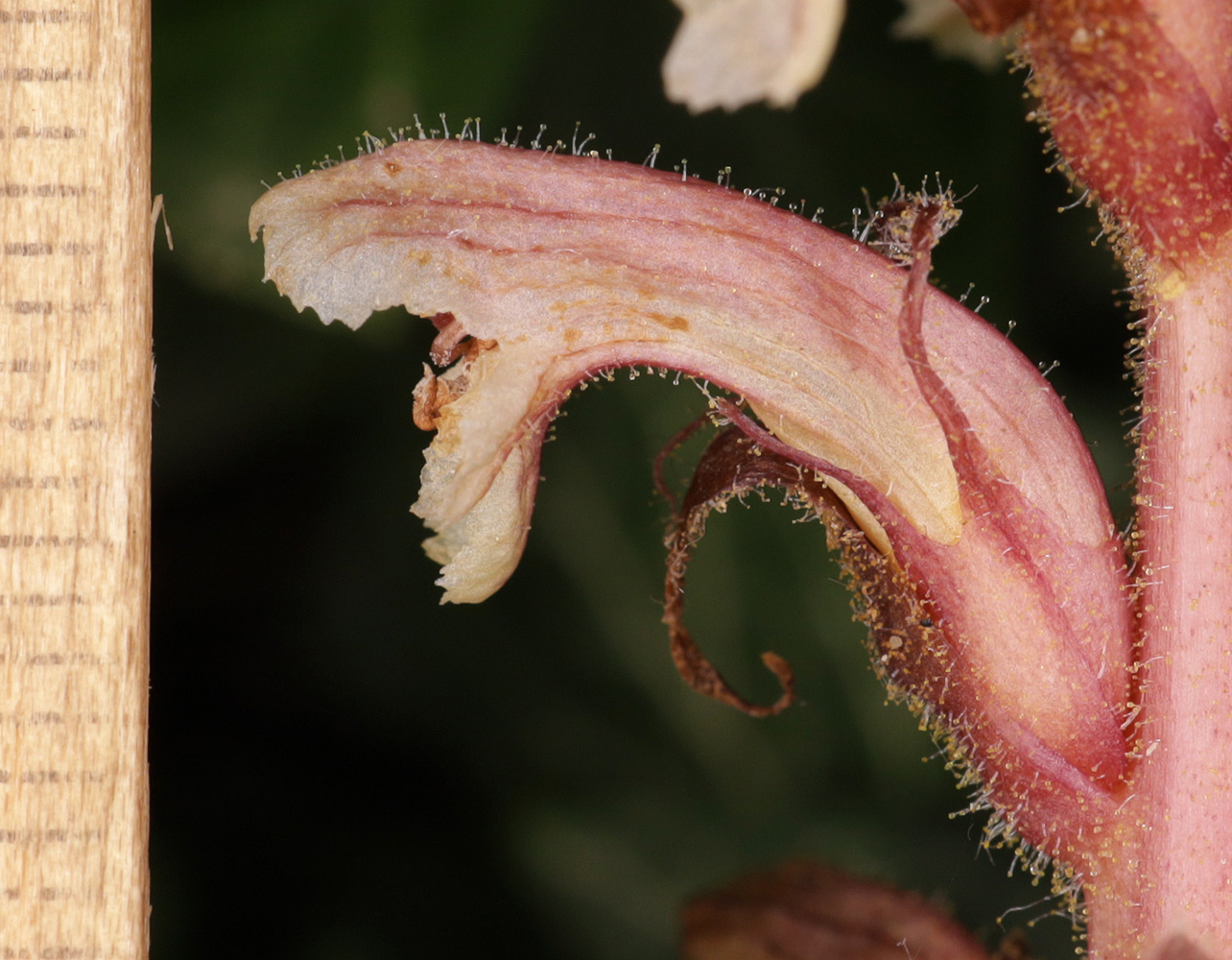 Изображение особи Orobanche hederae.