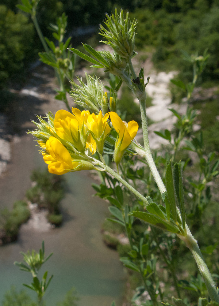 Image of Medicago falcata specimen.