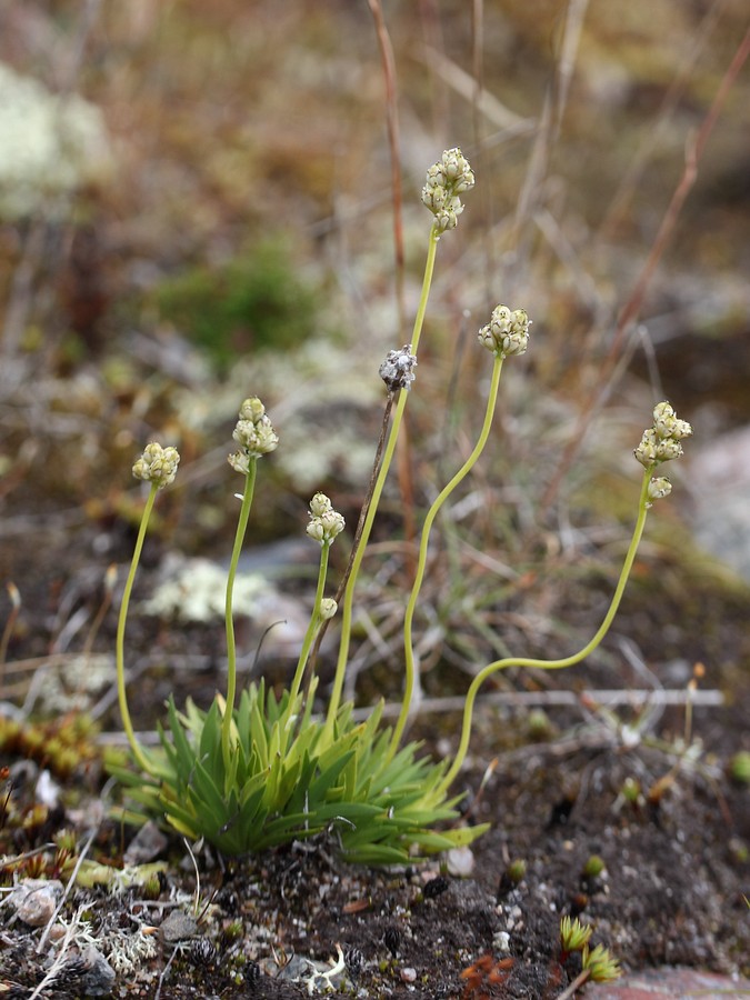 Image of Tofieldia pusilla specimen.