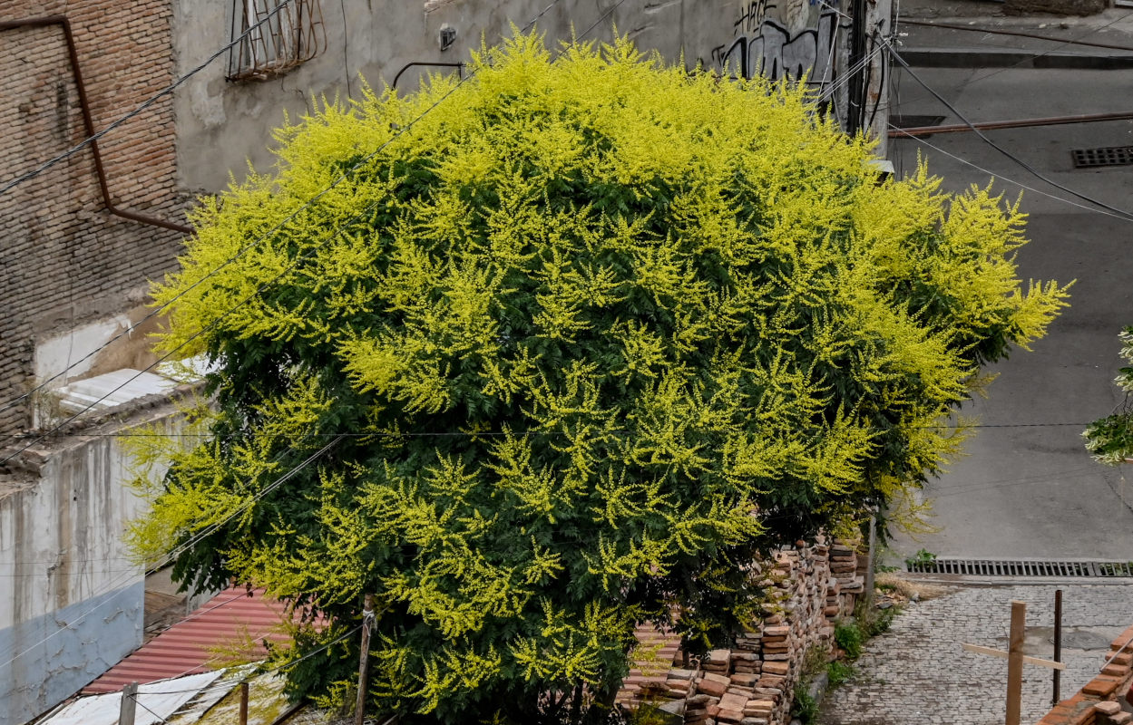 Image of Koelreuteria paniculata specimen.