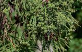 Cryptomeria japonica. Верхушки ветвей с незрелыми шишками. Грузия, Аджария, Батумский ботанический сад, в культуре. 16.06.2023.