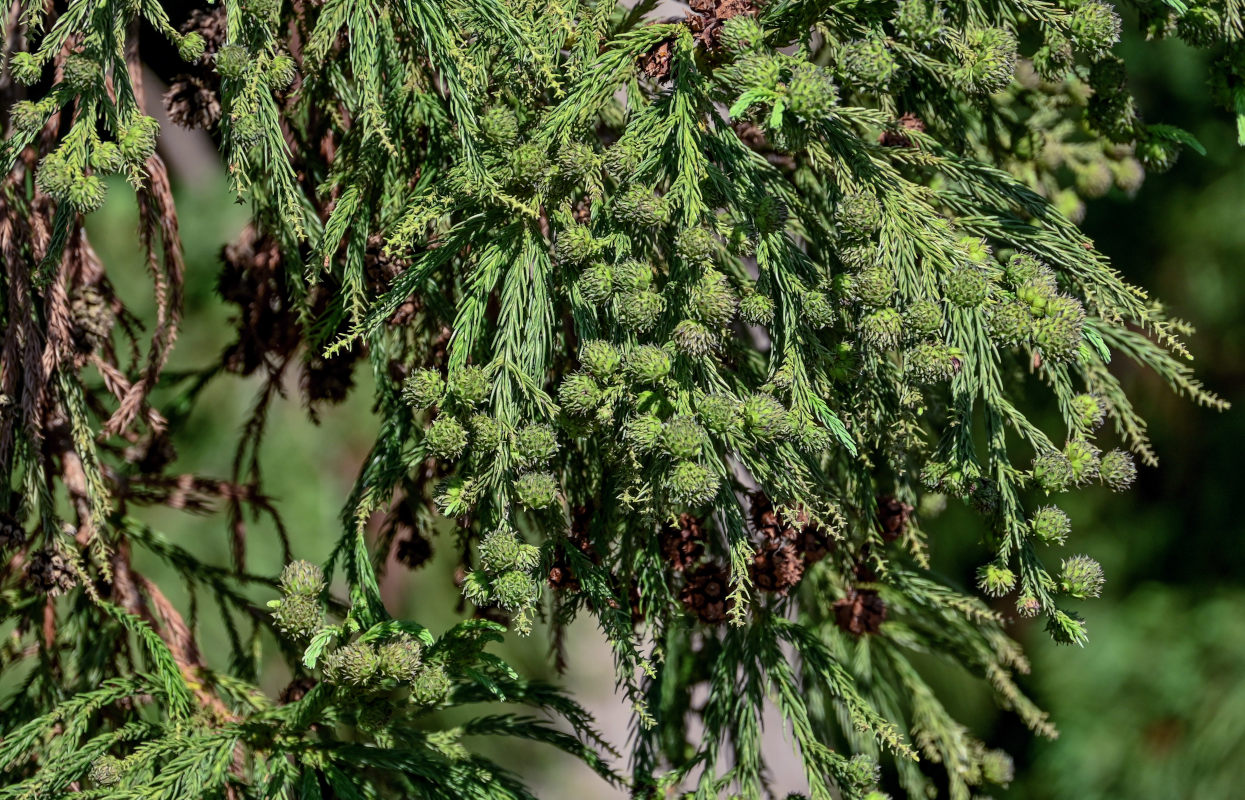 Image of Cryptomeria japonica specimen.