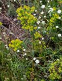 Euphorbia virgata. Цветущее растение в сообществе с Berteroa incana. Оренбургская обл., Кувандыкский гор. округ, Карагай-Губерлинское ущелье, луговой склон. 04.07.2023.