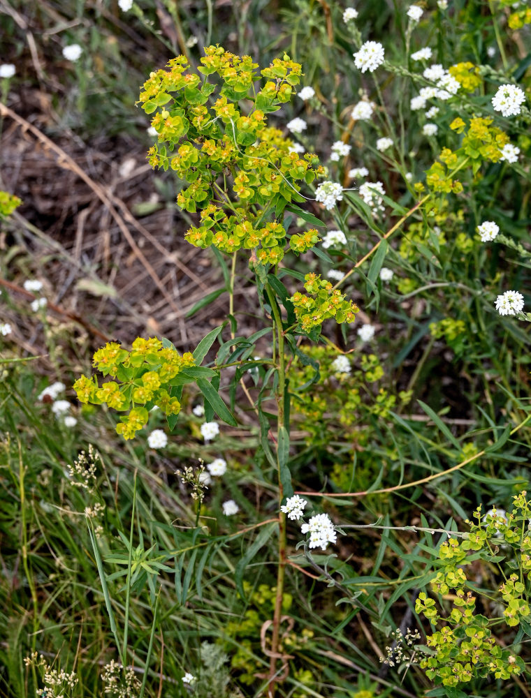 Image of Euphorbia virgata specimen.