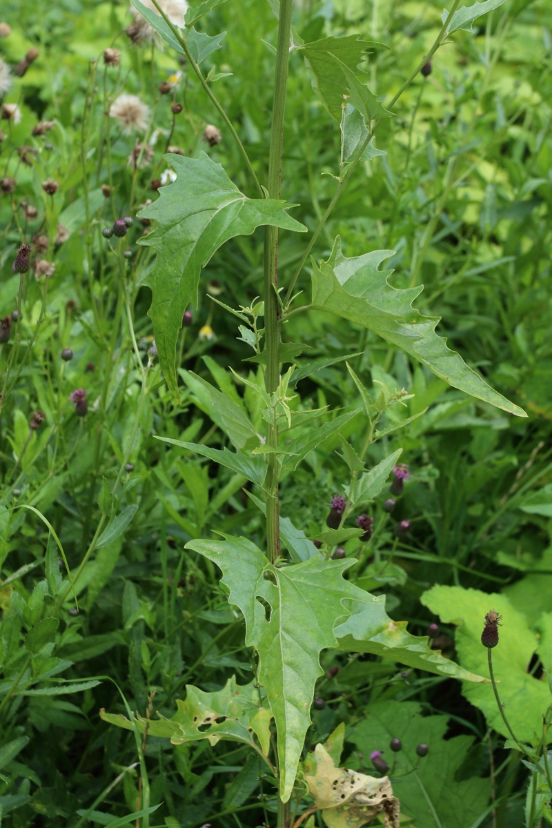 Изображение особи Atriplex sagittata.