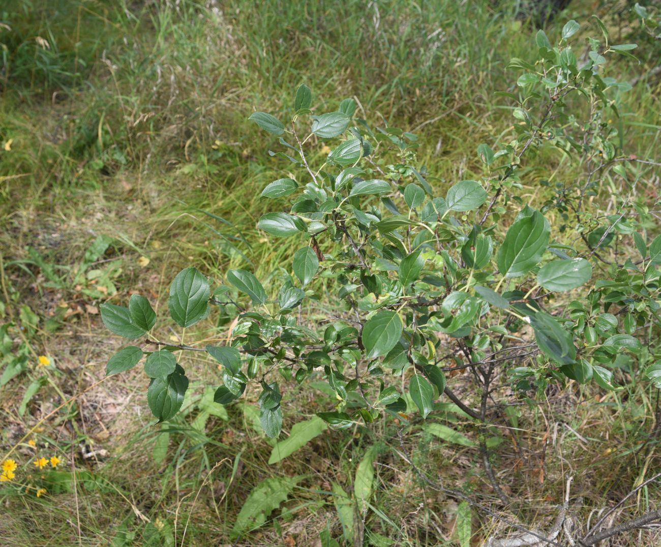 Image of Rhamnus cathartica specimen.