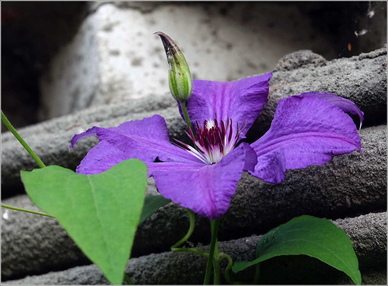 Image of Clematis &times; jackmanii specimen.