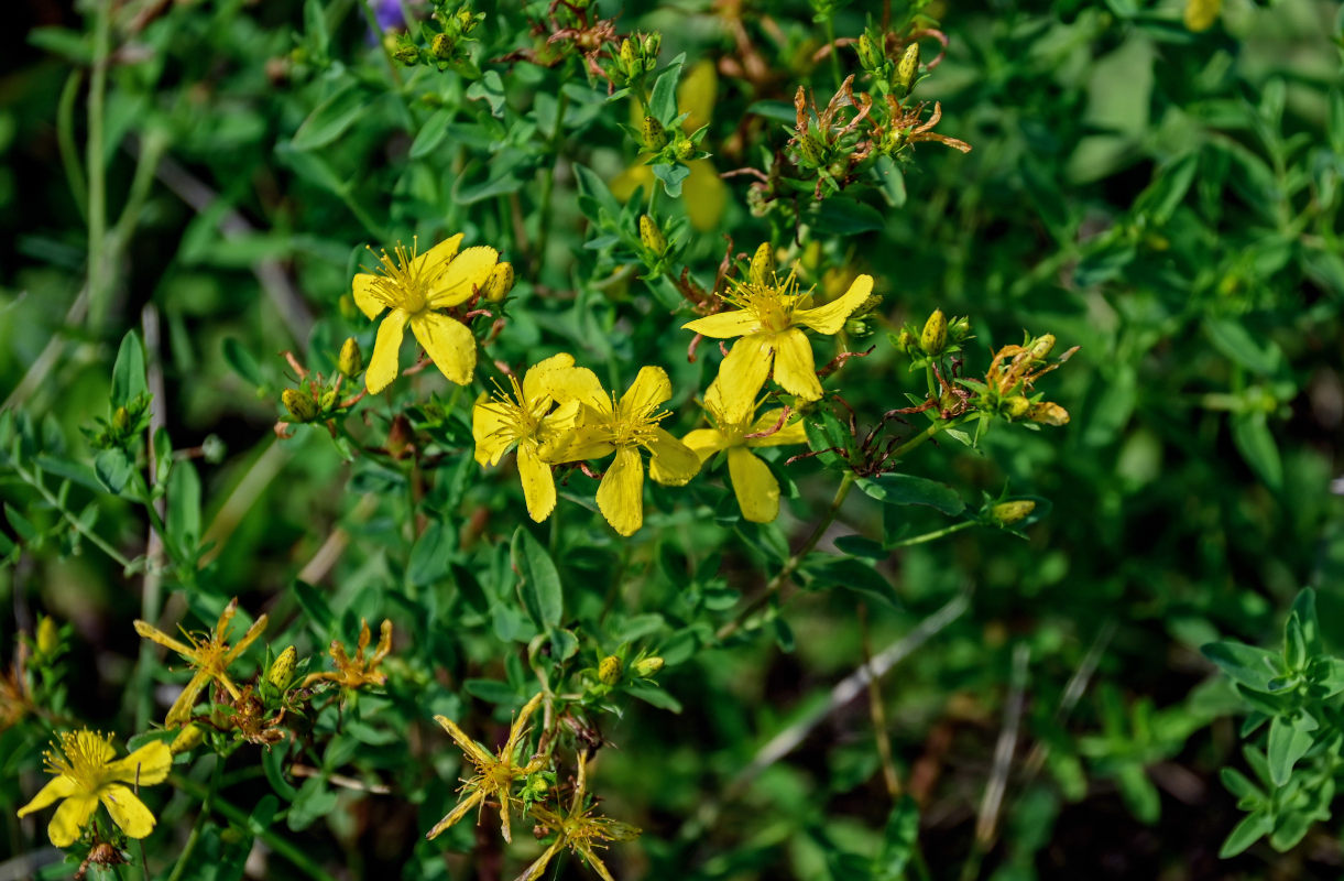 Изображение особи Hypericum perforatum.