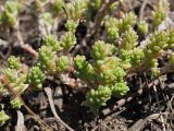 Sedum acre