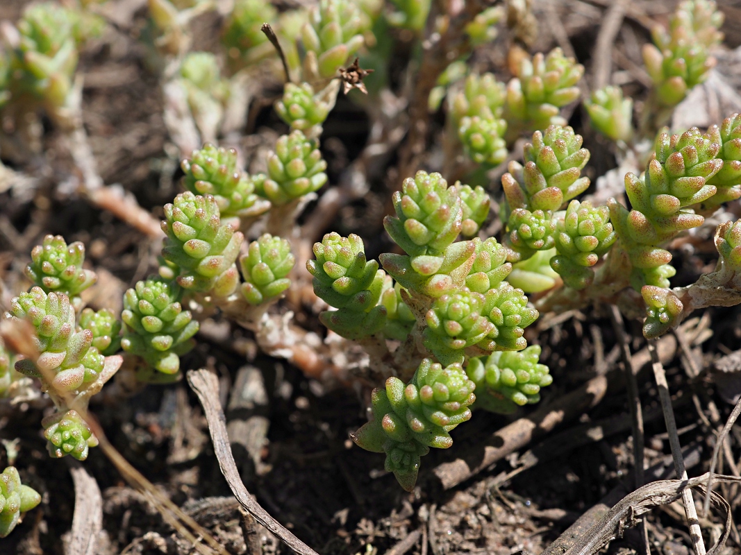 Image of Sedum acre specimen.