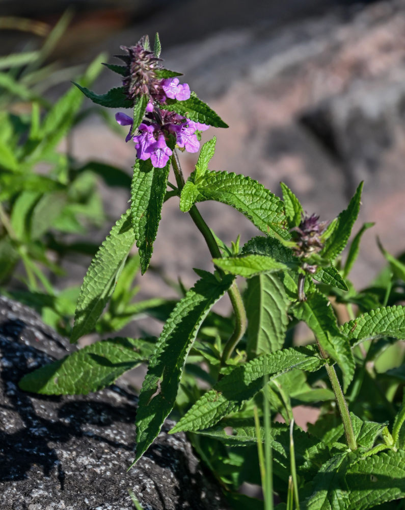 Изображение особи Stachys palustris.