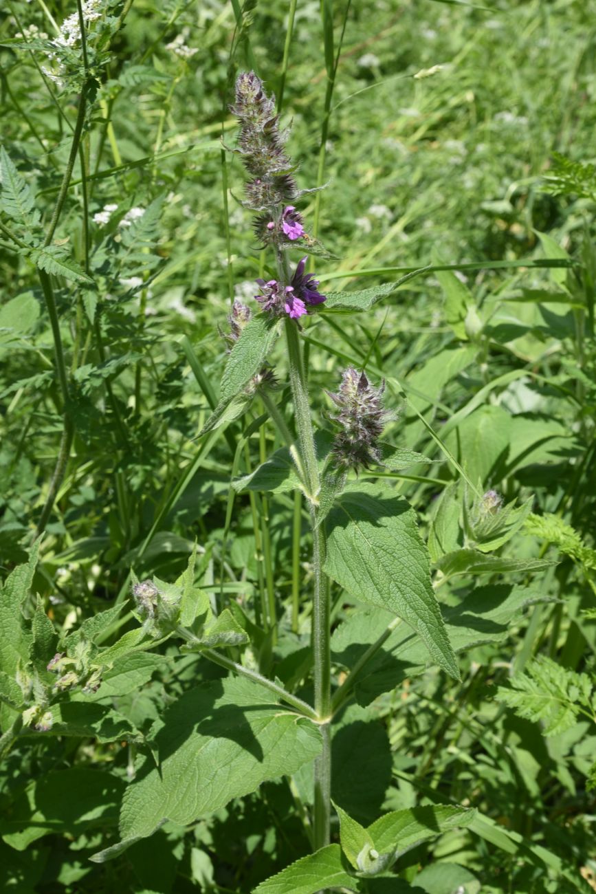 Image of Stachys balansae specimen.