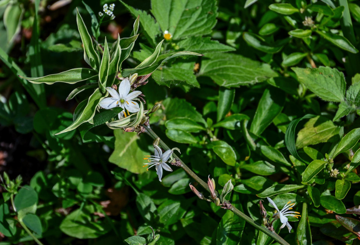 Image of Chlorophytum comosum specimen.