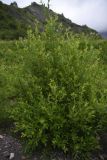 Salix caprea