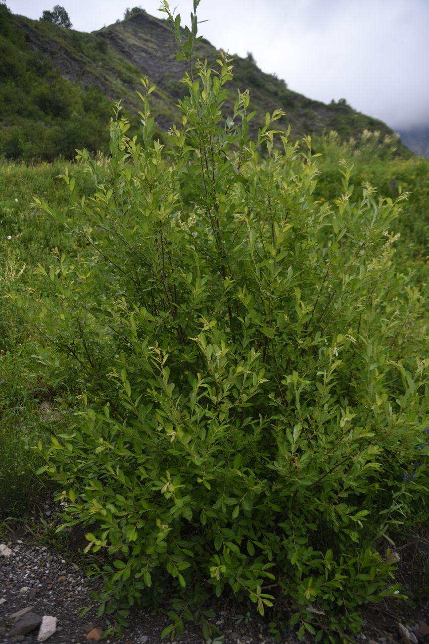 Image of Salix caprea specimen.