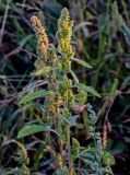 Amaranthus retroflexus. Верхушка плодоносящего растения. Тверская обл., Конаковский р-н, долина р. Сестра, залежь. 07.09.2024.