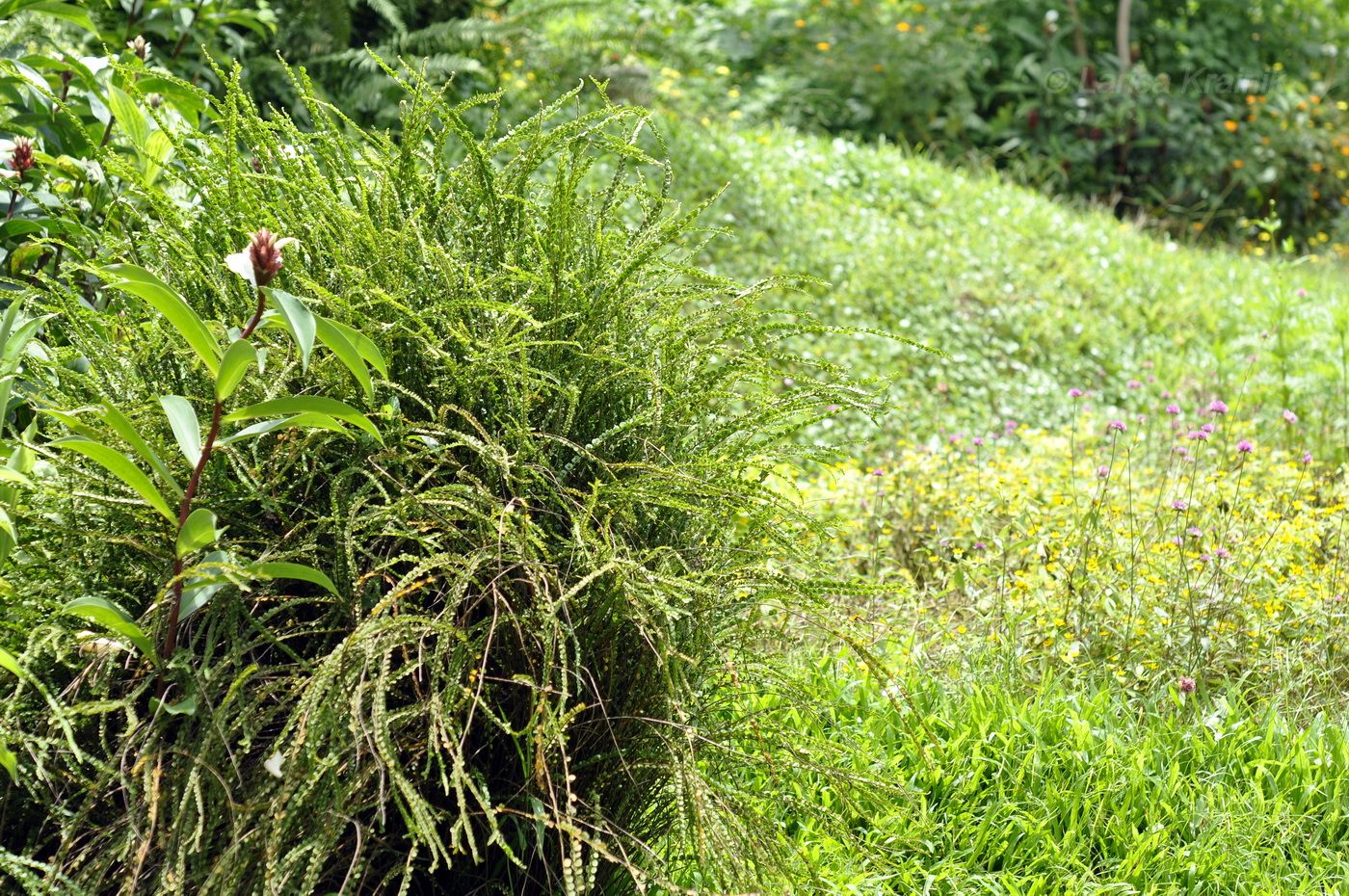 Image of Nephrolepis cordifolia specimen.