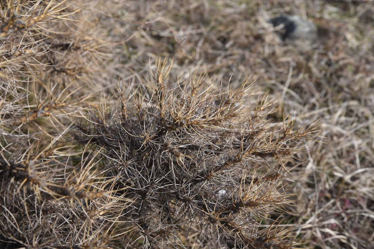 Image of Astragalus denudatus specimen.