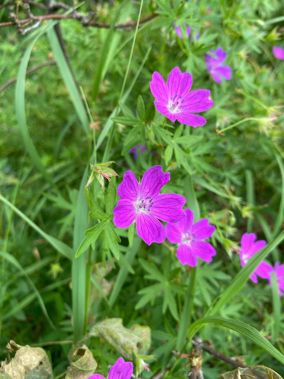 Image of Geranium sanguineum specimen.